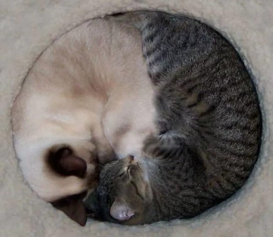 Кот прячет нос. Кот клубочком. кот свернулся клубочком. котик с клубочками.