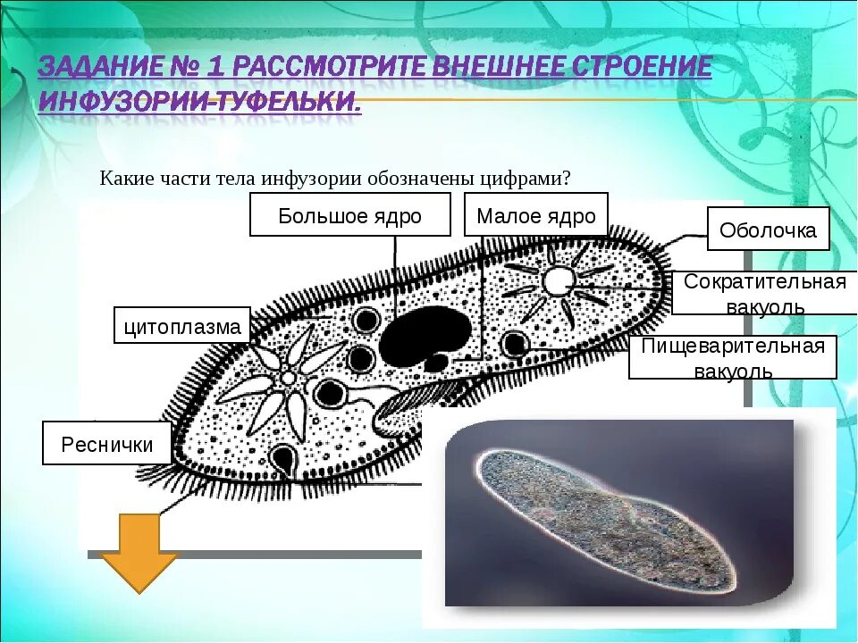 Инфузория туфелька строение. Инфузория туфелька ЕГЭ биология. Органеллы инфузории туфельки. Инфузория туфелька части тела.