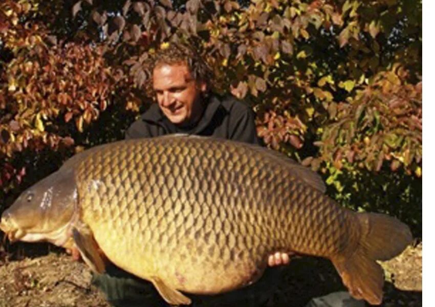 карп 22 кг. карп 5 кг. карп 70 кг. 5 кг. сазан рекорд.