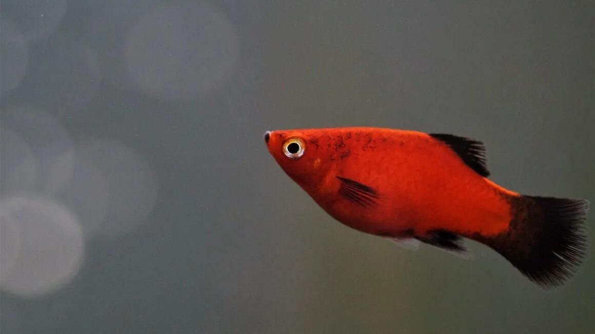 Маленький красный хвост. Пецилия аквариумная рыбка. Пецилия голубая ситцевая. Пецилия Сансет коралл. Пецилия аквариумная красная.
