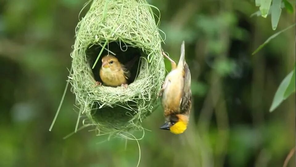 The bird nest