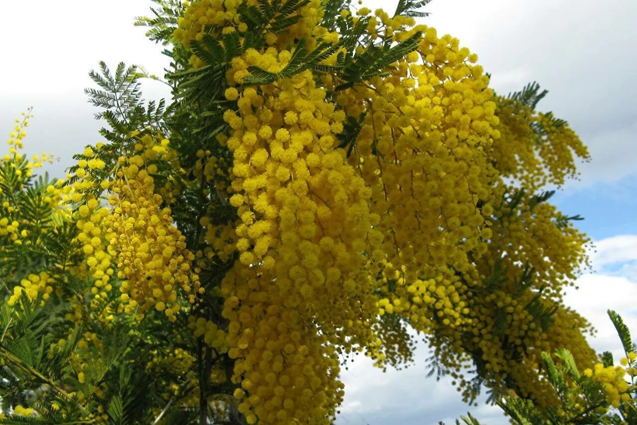 Мимоза кустарник. Акация серебристая Мимоза. Акация серебристая (Мимоза) Acacia dealbata. Сибирская Мимоза. Мимоза википедия