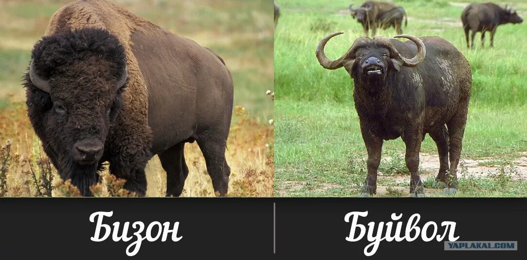 Чем отличается зубр. Зубр vs бизон. зубр против буйвола. буйвол и бизон.