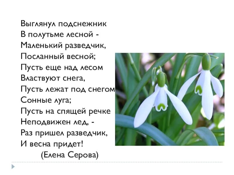 Выглянул подснежник в полутьме. Стихотворение Подснежник Екатерины Серовой. Е.Серова Подснежник стихотворение. Стихотворение Подснежник. Стих про Подснежник.