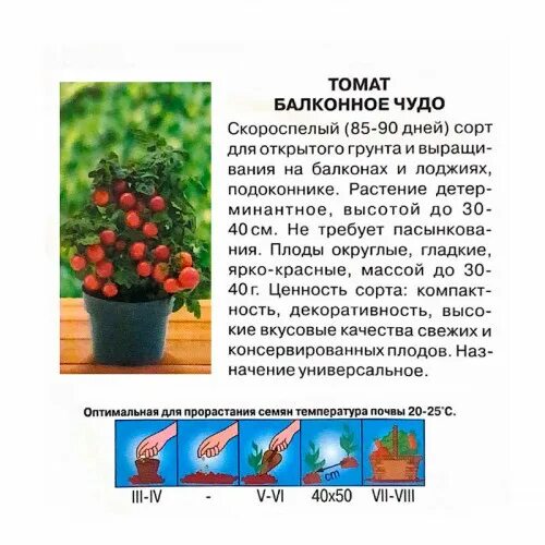 Балконное чудо описание сорта. Балконное чудо описание сорта