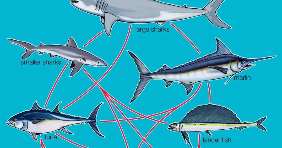 Какие отношения складываются между тунцом и китом. Пищевая цепочка акулы. Тунец и акула. Цепь питания акулы. Пищевая цепочка белой акулы.