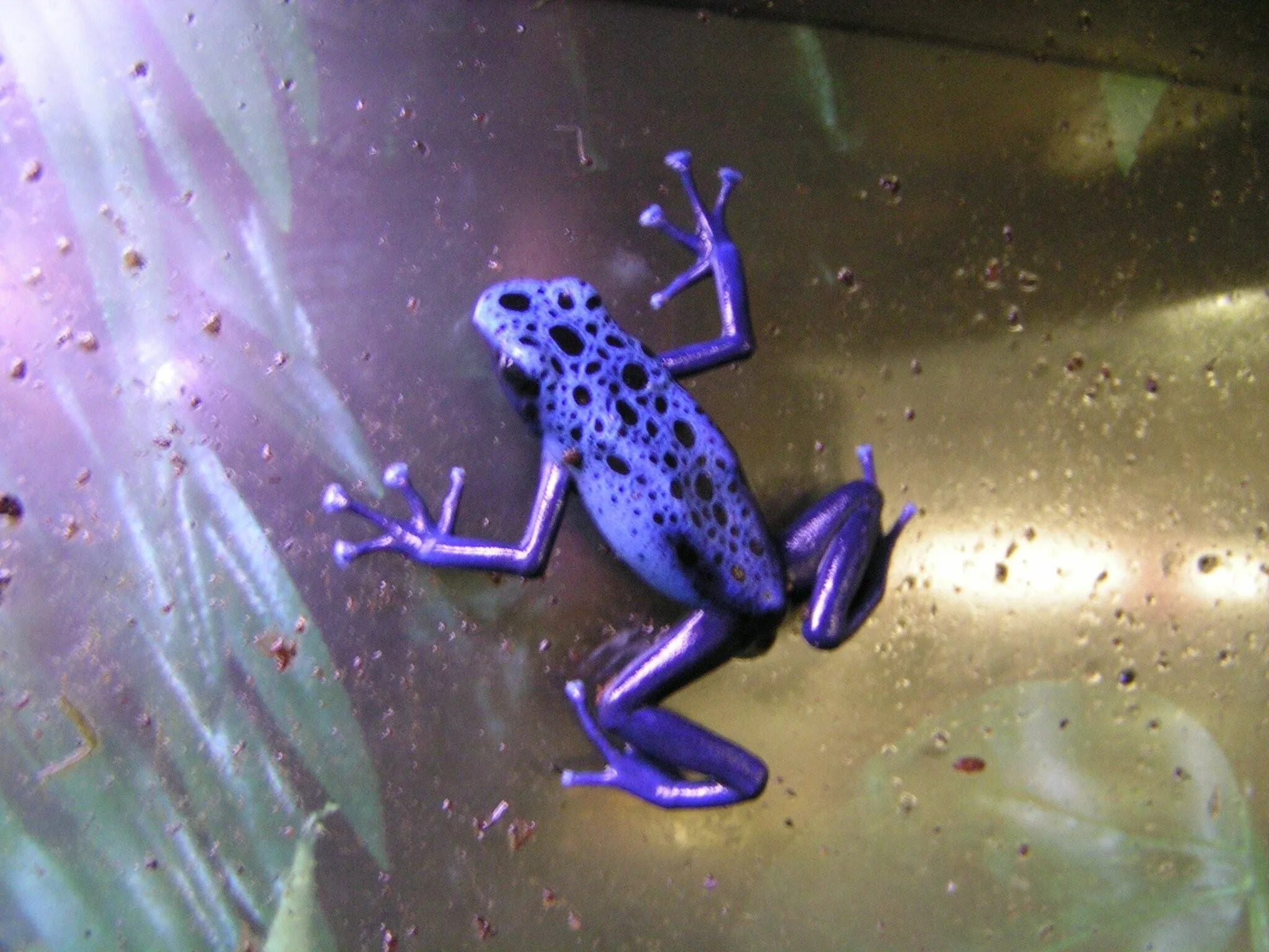 Ядовитые лягушки. Сиреневая лягушка. Фиолетовая лягушка