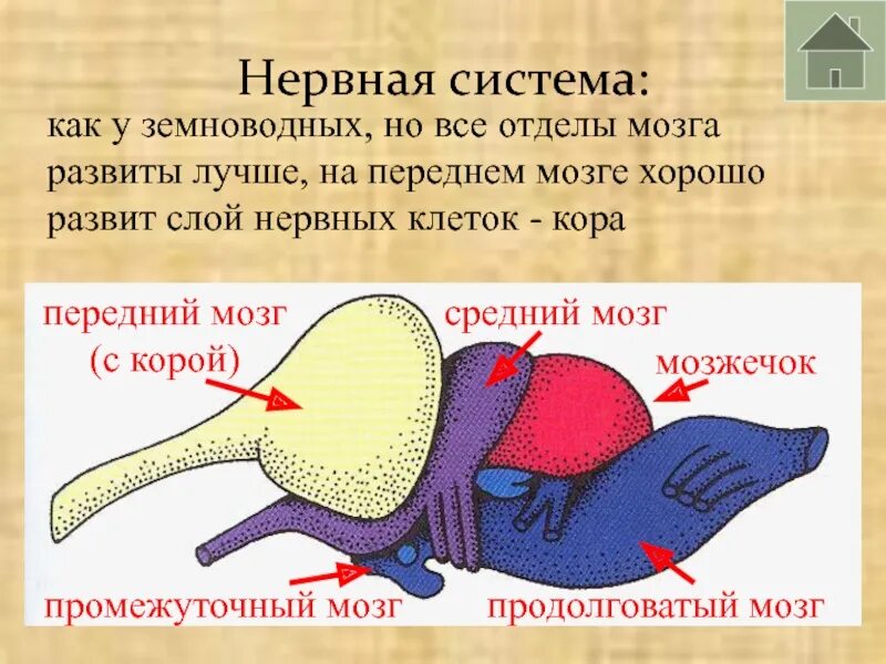 Передний мозг рептилий. Нервная система система земноводных. Нервная система пресмыкающихся. Мозг земноводных. Передний мозг амфибий.