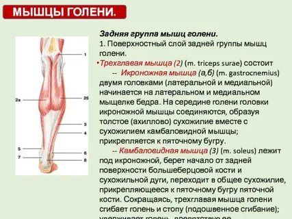 Задняя сторона голени