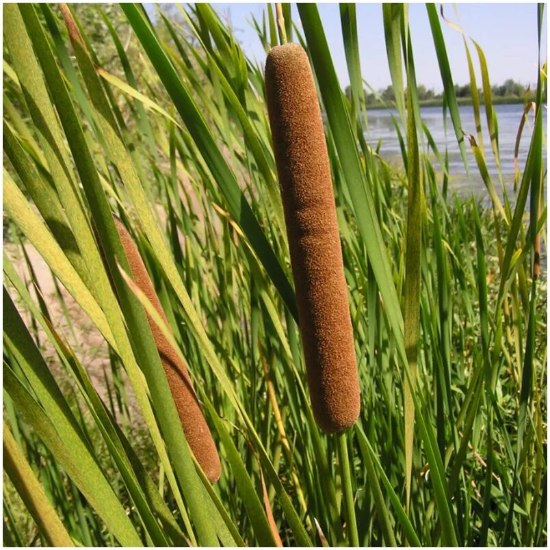Рогоз узколистный (typha angustifolia). Рогоз широколистный, рогоз узколистный. Рогоз широколистный. Рогоз широколистный (typha latifolia l. Рогоз узколистный цветок.