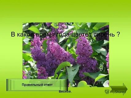 Сирень в какое время года бывает