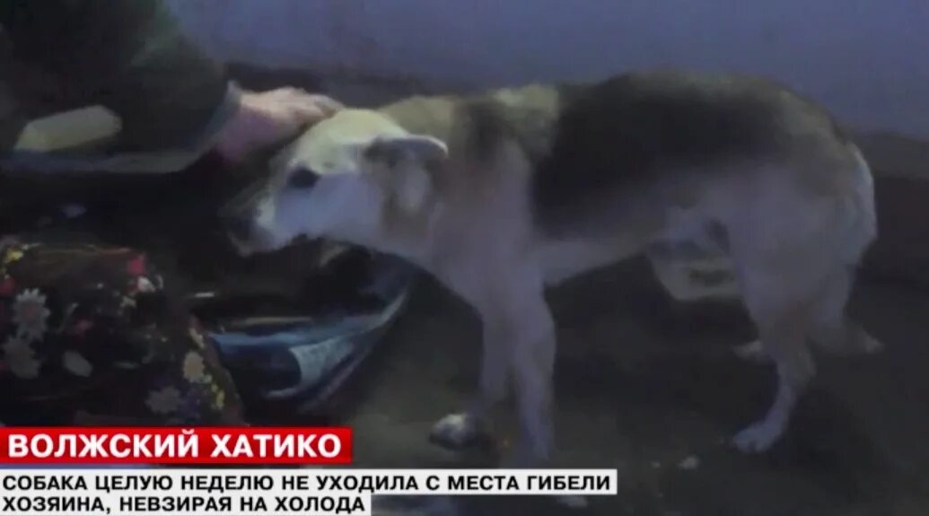 человек с собакой. собака предала хозяина. собака предала хозяина. человек с собакой. собака самый преданный друг.