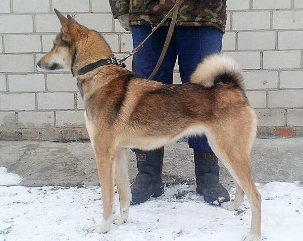 Догэксперт лайки