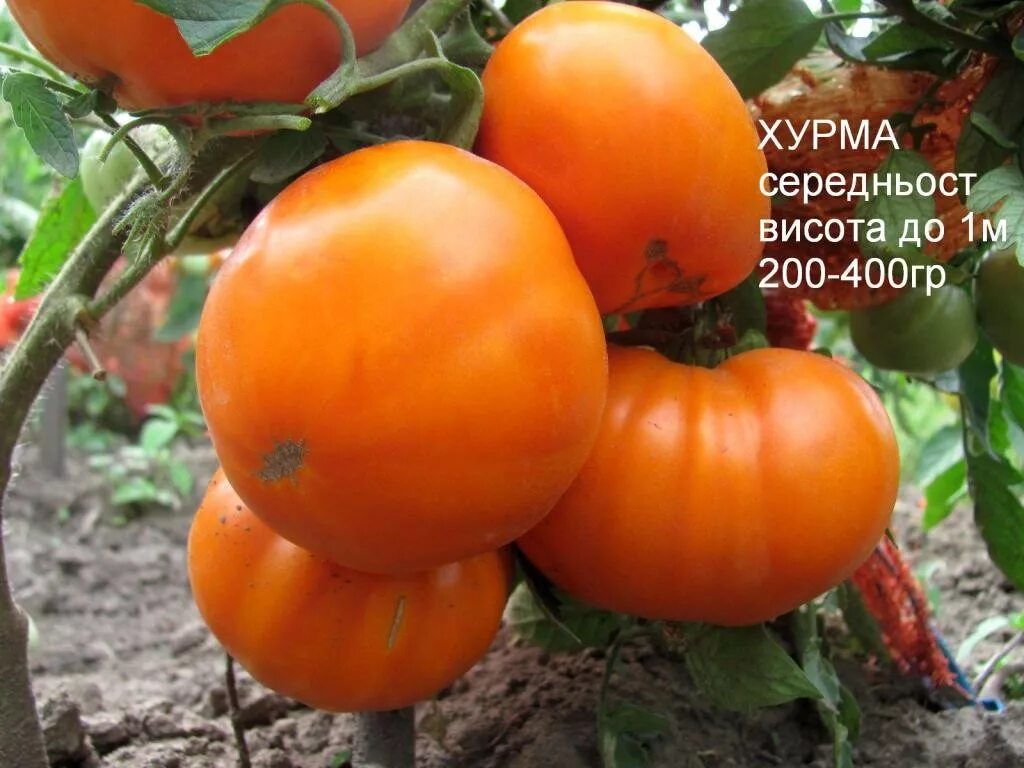 Помидоры сорт хурма. Томат персимон хурма. томат хурма среднеспелый. сорт томатов хурма. томат хурма желтая.