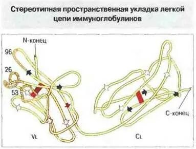 Легкая цепь иммуноглобулина лямбда