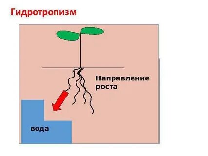 В направлении их роста