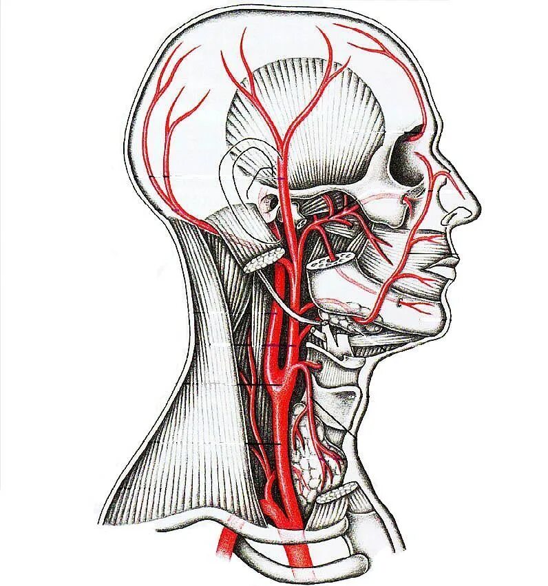 Общая Сонная артерия топография. Сонная артерианатомия. Сонная артерия анатомия. Грудино-ключично-сосцевидная артерия. Сонные артерии на лице