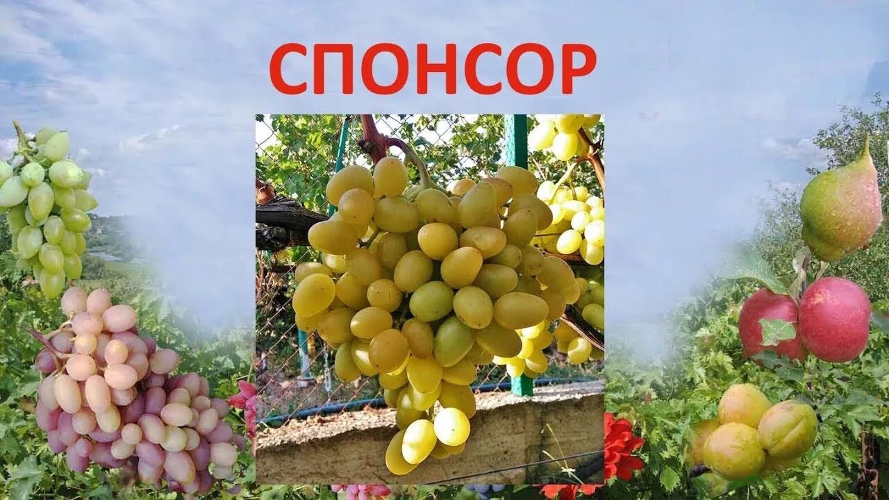 Виноград спонсор описание сорта фото отзывы