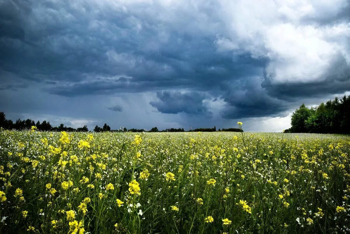 Русская природа летом. Летнее поле. Летнее поле. Красивый рассвет. Русское поле.