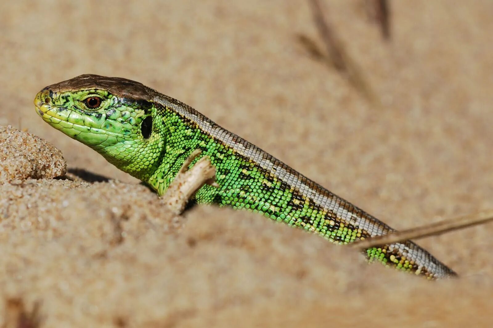 Прыткая ящерица прямое или. Lacerta Agilis grusinica. Прыткая ящерица альбинос. Прыткая ящерица аксонтик.