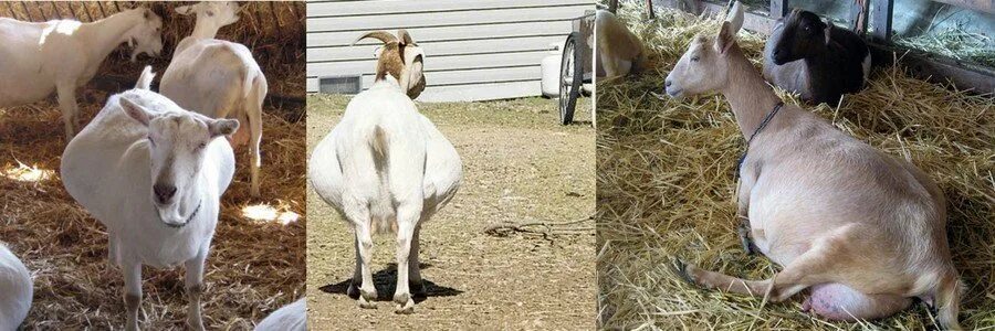 Период беременности у коз.