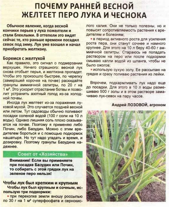 Почему чеснок после зимы желтеет. Почему желтеет лук и чеснок.