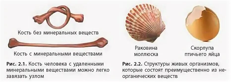 Фосфор входит в состав костей это вещество