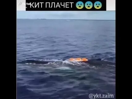 Плач кита слушать