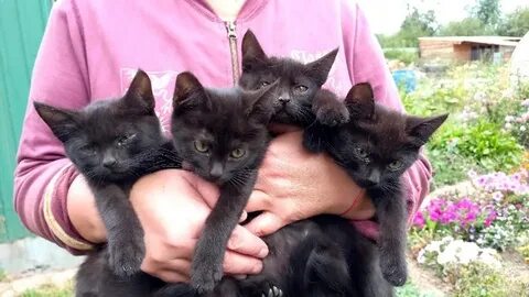 Дома 4 кота