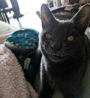 Кошка сука