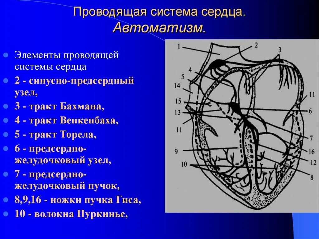 Тракты сердца. Проводящая система сердца синусовый узел. проводящая система сердца пучок бахмана. схема строения проводящей системы сердца человека. структурные элементы проводящей системы сердца.