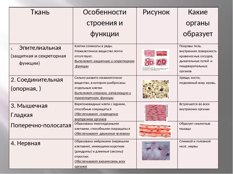 Основное группа ткани человека. Название ткани строение функции таблица. Таблица по биологии название ткани особенности строения функции. Таблица по биологии вид ткани и особенности. Особенности разновидности функции тканей человека таблица.