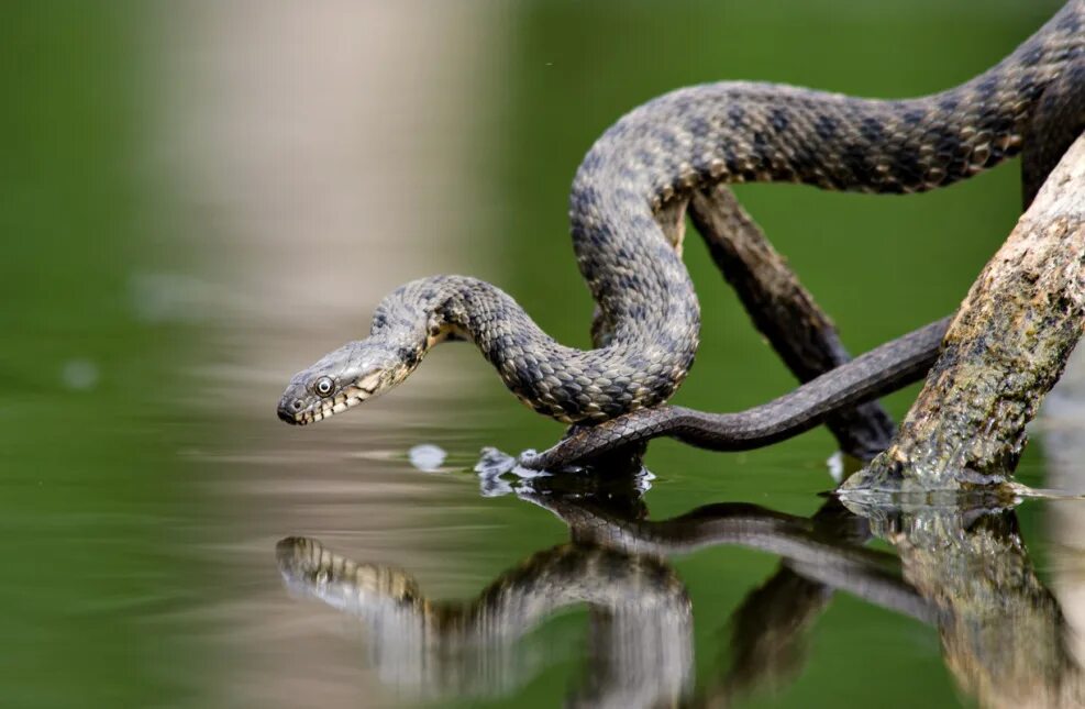 Водяная змейка. Уж водяной Natrix tessellata (Laurenti, 1768),. Водяной уж (Natrix tessellata). Уж обыкновенный - змея неядовитая. Водяной уж и шахматная гадюка.