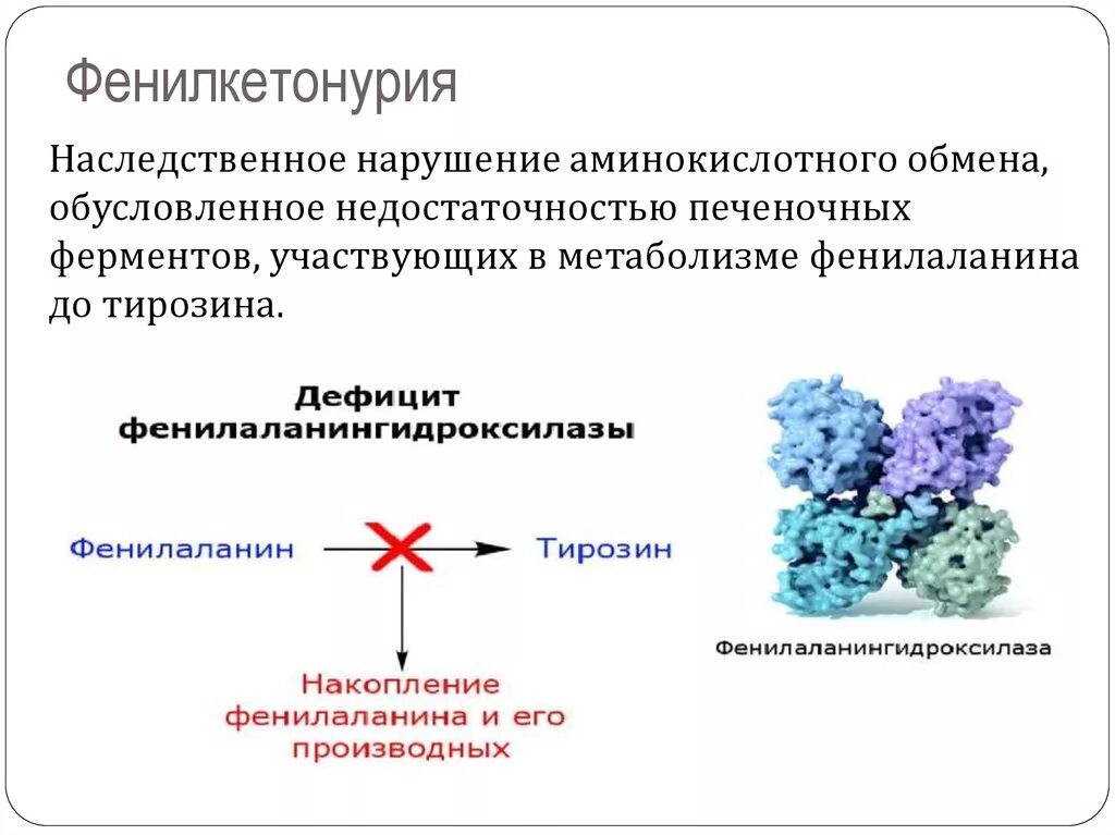 Фенилкетонурия фермент. Фенилкетонурия биохимические нарушения. Фенилкетонурия дефектный фермент. Фенилкетонурия нарушение обмена. Фенилкетонурия механизм развития патологии.