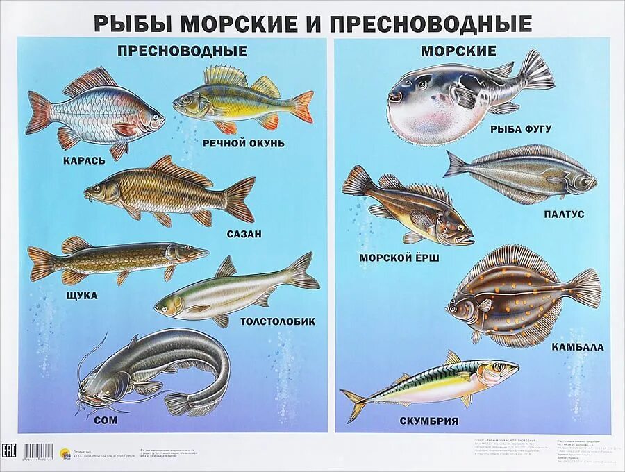 Речные животные названия