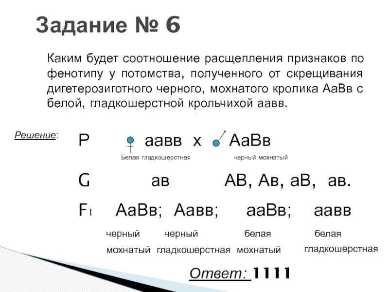 Скрестили белого и черного кроликов определите генотип. Расщепление в потомстве по фенотипу. Соотношениепо фенотиу. Соотношение расщепления в потомстве. Признак по фенотипу.