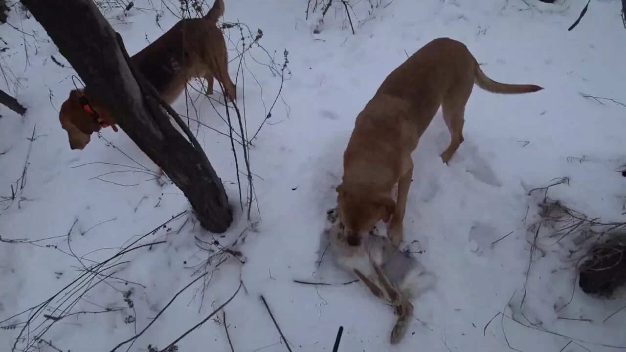 Охота с гончей видео. Охота с гончей видео. Охота на зайца беляка с русскими гончими. Охота на зайца с гончими 2021. Охота с гончей видео.