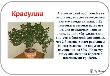 Денежное дерево вред и польза для человека