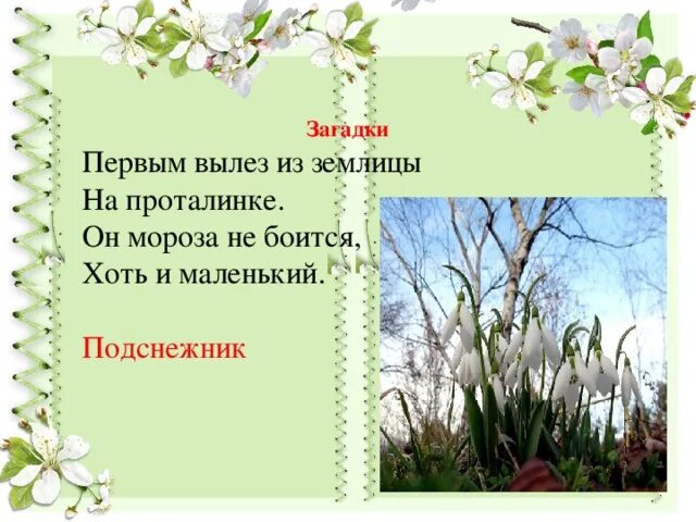 На лесной проталинке вырос. Загадка про Подснежник. Весенние загадки. Загадки про весну. Весенние загадки с ответами маленькие.