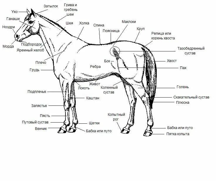 Какая длина лошади. Строение путового сустава лошади. Скакательный сустав лошади строение. Экстерьер лошади схема с обозначениями. Скакательный сустав лошади анатомия кости.