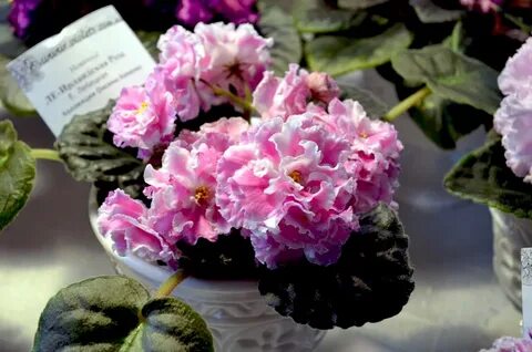 Irish rose