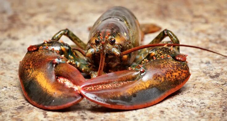 Rare Blue Lobster Sea creatures art, Animals, Lobster art