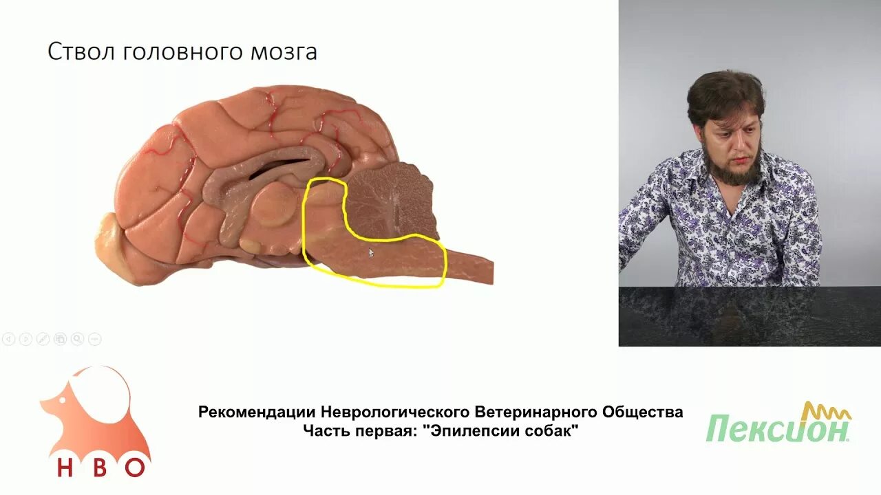 Болезни собак книга. Болезни собак сутер. Заболевания эндокринной системы у собак. На приеме у ветеринара. Аллергический дерматит у собаки фото йоркширский терьер.