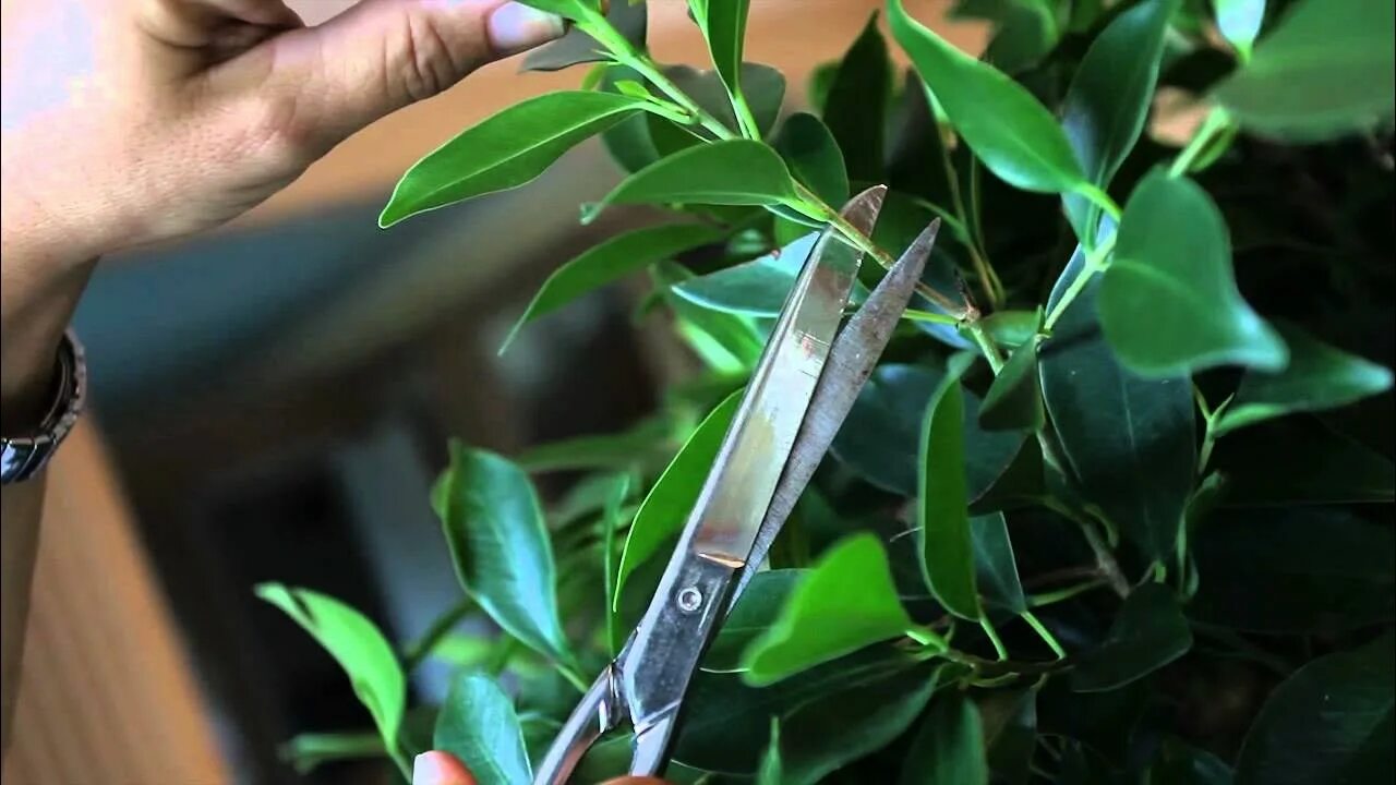 Ваш Цветок Growing plants indoors, Growing plants, Plant leaves