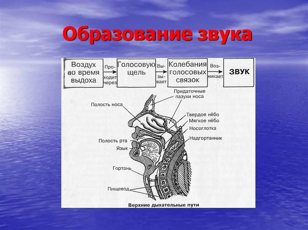 Образование звуков языка. Механизм образования звука. Схема образования звука. Механизм образования звуков речи. Схема голосового аппарата человека.