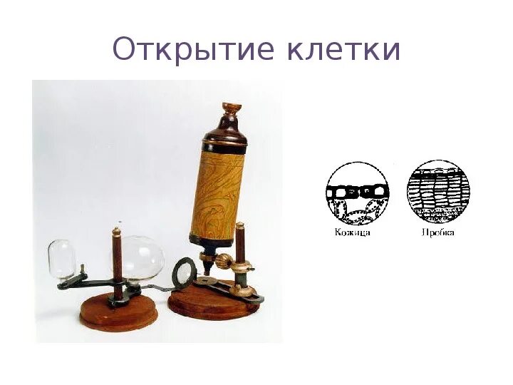 История открытия митохондрий. Таблица история изучения клетки 10 класс. Кто первый открыл клетку. История открытия клетки 10 класс биология. История открытия клетки 10 класс биология.