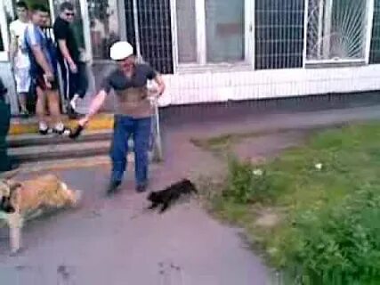 Собаки напали на кошку