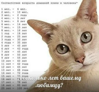 Три жизни кота