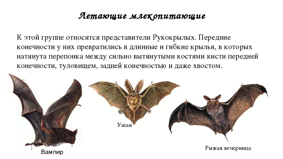 Летучие мыши относятся к животных