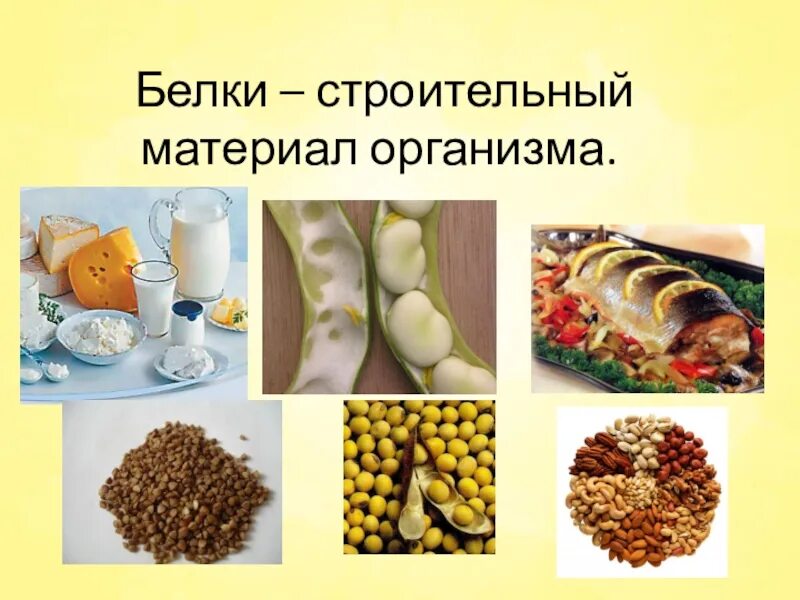 Белок строительный материал для организма. Незаменимые пищевые вещества. Белок строительный материал для мышц. Белки строительный материал. Строительный материал организма человека.